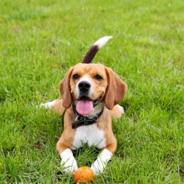 dog with ball laying in grass